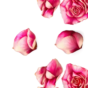 Vintage Rose Petals PNG 05252024 PNG