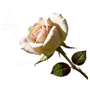 Vintage Rose PNG Dnf50