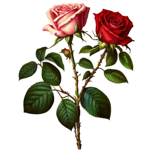 Vintage Rose PNG Xhm
