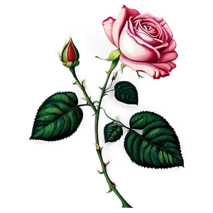 Vintage Rose Portrait PNG 06292024 PNG