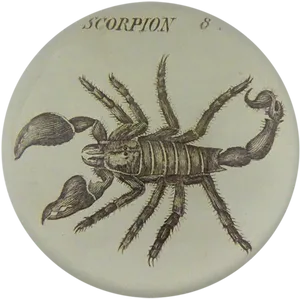 Vintage Scorpion Illustration PNG image