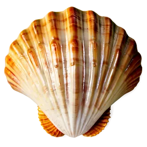 Vintage Seashell Clipart Png 06262024 PNG image