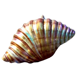 Vintage Seashell Clipart Png 06262024 PNG image