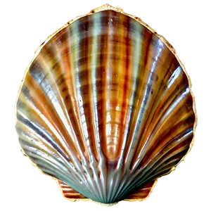 Vintage Seashell Clipart PNG 06262024