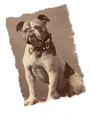 Vintage Sepia Toned Bulldog Portrait