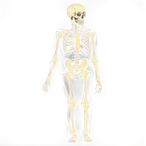 Vintage Skeleton Diagram PNG 05032024
