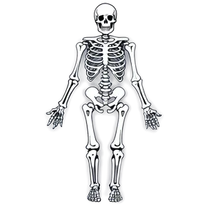 Vintage Skeleton Diagram PNG 3