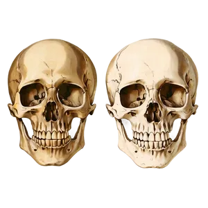 Vintage Skeleton Diagram PNG Hxi6