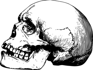 Vintage Skull Side View Drawing PNG