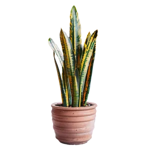 Vintage Snake Plant Png 06122024 PNG image