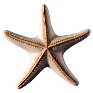 Vintage Starfish Sketch PNG 05242024