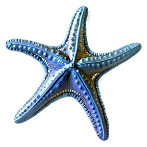 Vintage Starfish Sketch PNG 7