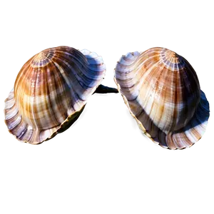 Vintage Style Clam Illustration Png 05242024 PNG image