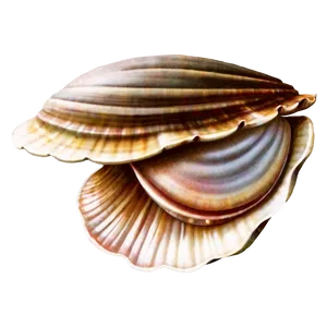 Vintage Style Clam Illustration Png Tsi36 PNG image