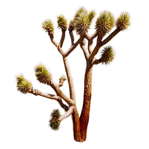 Vintage Style Joshua Tree PNG 06262024