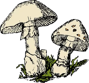 Vintage Style Mushroom Illustration PNG image