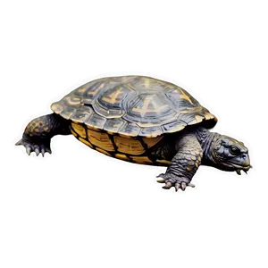 Vintage Style Snapping Turtle Drawing Png 97 PNG image