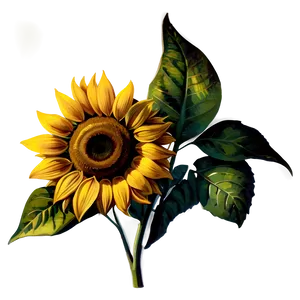 Vintage Sunflower Png 05032024 PNG image