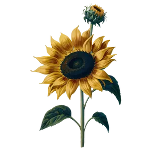 Vintage Sunflower Print PNG Yat