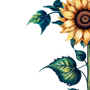 Vintage Sunflower Watercolor Illustration PNG 06272024