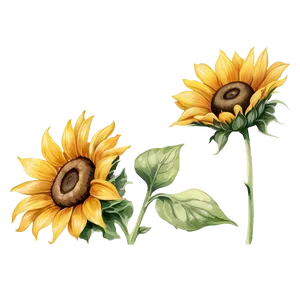 Vintage Sunflower Watercolor Illustration PNG 28