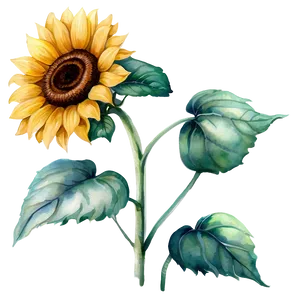 Vintage Sunflower Watercolor Illustration PNG Wjq38 PNG