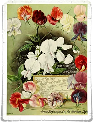 Vintage_ Sweet_ Peas_ Advertisement_1898 PNG image