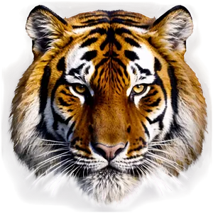 Vintage Tiger Face Portrait PNG Rdm