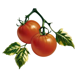 Vintage Tomato Png 05242024 PNG image