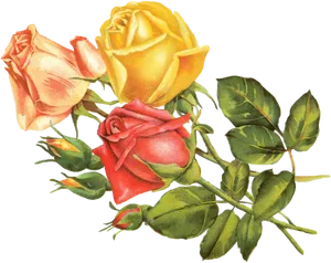 Vintage Trioof Roses Illustration PNG image