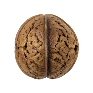 Vintage Walnut PNG Ixr