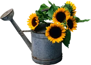 Vintage Watering Canwith Sunflowers PNG image