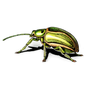 Vintage Weevil Illustration Png Ill PNG image