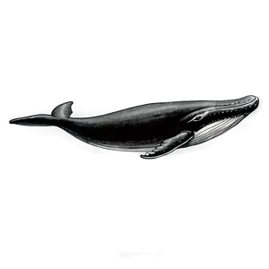 Vintage Whale Drawing Png 05232024 PNG image