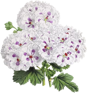 Vintage White Purple Floral Illustration PNG image