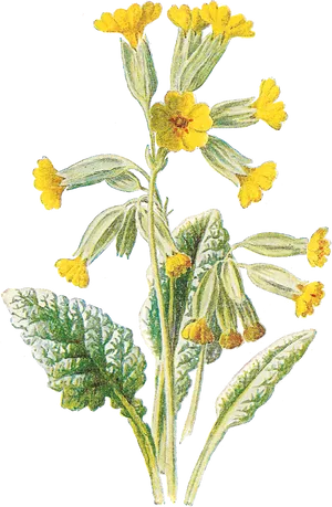 Vintage Yellow Flowers Illustration PNG image