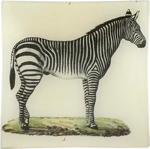 Vintage Zebra Illustration PNG image