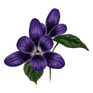 Violet Flower Drawing PNG Hso