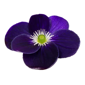 Violet Petal PNG Qvs84