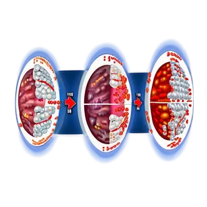 Viral Infection Cycle PNG Frf48