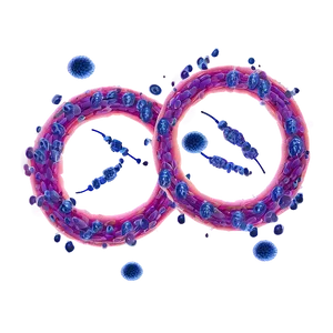 Viral Infection Cycle PNG Hft