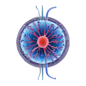 Viral Infection Cycle PNG Wwq