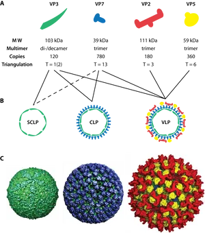 Viral_ Protein_ Complexes_and_ Structures PNG image