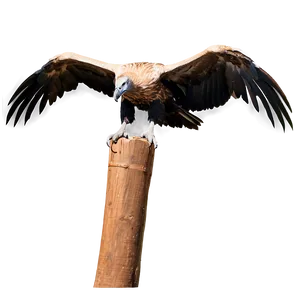 Vulture Bird Scavenger PNG Nct4