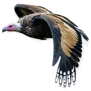 Vulture Bird Scavenger PNG Pbx60