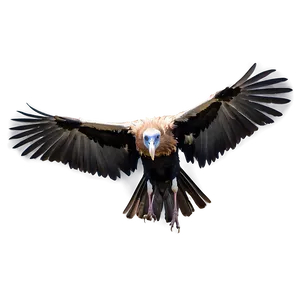 Vulture Bird Scavenger PNG Xoy