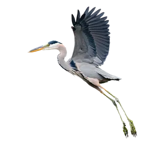 Wading Heron Flight PNG Pfh PNG