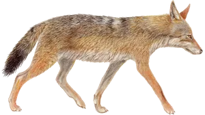 Walking Coyote Illustration PNG image
