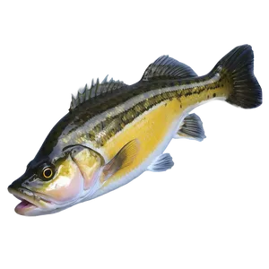 Walleye A PNG image