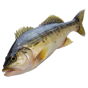 Walleye Fish Fillet Png 06262024 PNG image